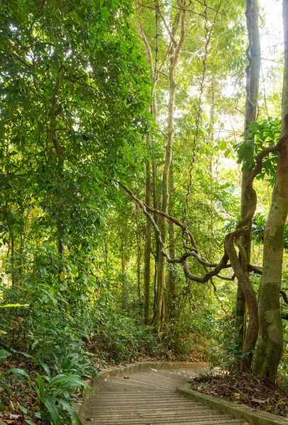 Twisted tropiskt trädrot i skogen, Phuket, Thailand — Stockfoto
