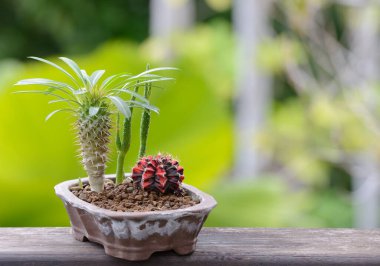 Lophophora williamsii, Kaktüs veya sulu ağaç süslemesi ahşap çizgili arka planda saksıda.