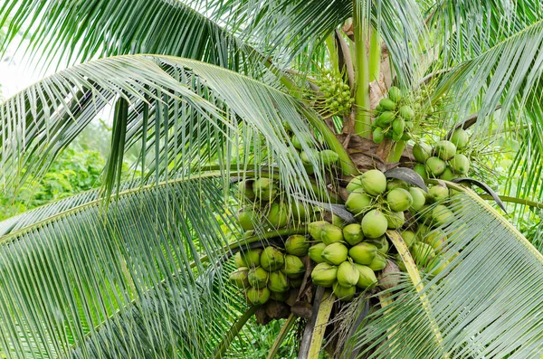 Colture Economiche Noce Cocco Fresca Feconda Albero Giardino Banpaew Samutsakorn — Foto Stock