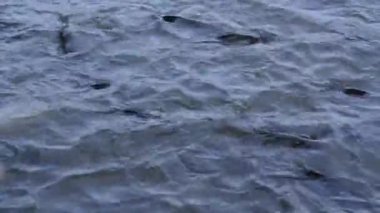 Tayland 'da tapınağın önünde bir sürü Pangasius balığı var..