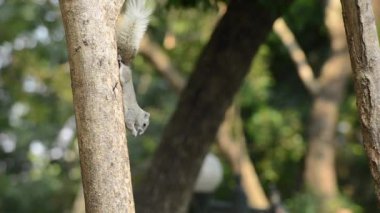 Sincap ya da küçük gong Tayland 'daki tropikal ormanlara özgü küçük memeliler değişken sincap Pallas' ın sincabı.