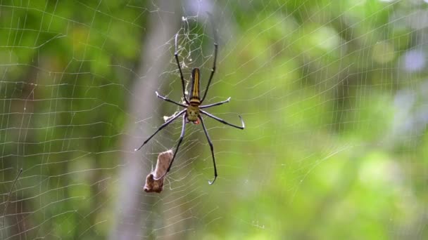 大蜘蛛 Nephila Maculata Nephila Pilipes 是世界上最大的蜘蛛之一 以其引人注目的黑色和黄色而闻名 — 图库视频影像