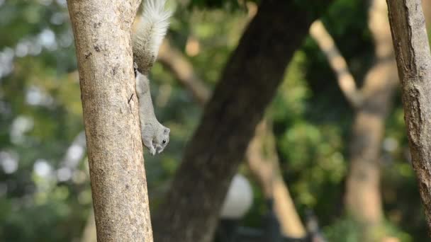 Малые Млекопитающие Обитающие Тропических Лесах Таиланде Белка Палласа — стоковое видео