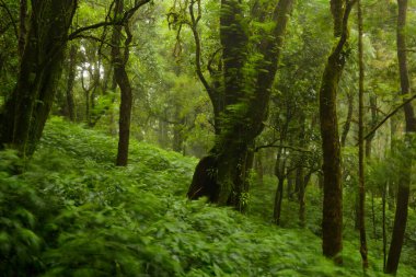 Ağaçlar ve ormanlar Tayland 'ın Chiang Mai kentindeki Doi Inthanon Ulusal Parkı' ndaki Angka Doi Doi 'deki Yeşil Yosun ormanlarında.