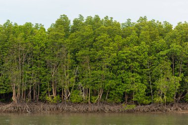 mangrov orman Phuket, thailand