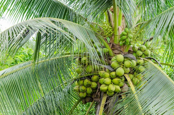 Economic Crops Fresh Fecund Coconut Tree Garden Banpaew Samutsakorn Thailand — Stock Photo, Image