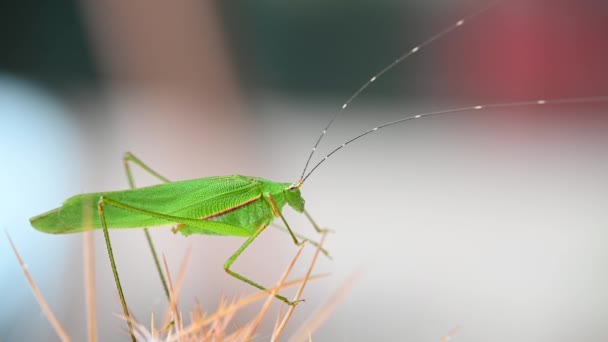 Sauterelle Longues Cornes Séjournant Sur Cactus Dans Jardin Thaïlande — Video