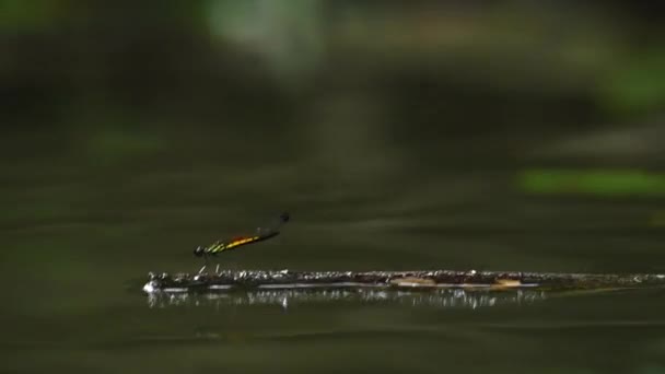 Dragonfly Σταθεί Μικρό Κλαδί Στο Νερό Στο Φυσικό Τους Περιβάλλον — Αρχείο Βίντεο