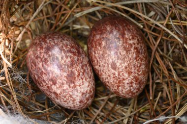 Sarı delikli bir bulbul (Pycnonotus goiavier) ya da doğu sarı delikli bulbul (İngilizce: 