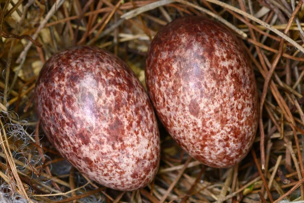 Dvě Vejce Hnízdě Žlutě Větrané Bulbul Pycnonotus Goiavier Nebo Východní — Stock fotografie