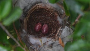 Sarı delikli bir bülbül (Pycnonotus goiavier) yuvasında bulunan iki yumurta ve kuş, Tayland 'da yoldan geçen kuş familyasının bir üyesidir.