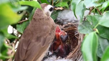 Sarı delikli bir bulbul (Pycnonotus goiavier) yuvasında yavru kuşları besleyen anne kuş, Tayland 'da bulunan bir kuş türüdür.