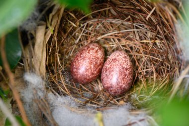Sarı delikli bir bulbul (Pycnonotus goiavier) ya da doğu sarı delikli bulbul (İngilizce: 