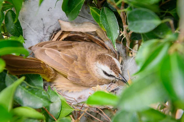 Bulbul Ventilación Amarilla Pycnonotus Goiavier Bulbul Ventilación Amarilla Oriental Miembro — Foto de Stock