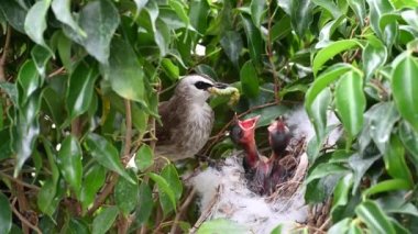 Sarı delikli bir bülbül (Pycnonotus goiavier) yuvasında vaftizci kuşları besleyen anne kuş, Tayland 'ın doğasından geçen bulbul ailesinin bir üyesidir.