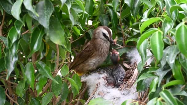 Uccello Madre Che Alimenta Gli Uccelli Bapy Nido Bulbul Sfiato — Video Stock