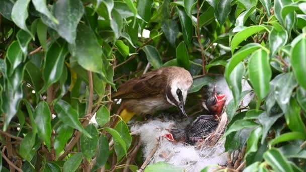 Moderfåglar Som Föder Upp Skottsäkra Fåglar Ett Gula Ventilerade Bulbul — Stockvideo