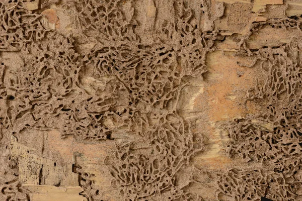 Pozadí Textura Hnízda Termit Dřevěné Stěně — Stock fotografie