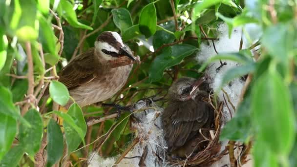 黄熱鳥の巣の中で母鳥の餌療法鳥 Pycnotus Goiavier または東黄色熱鳥は タイの自然の中で情熱的な鳥のブルブル家族の一員です — ストック動画