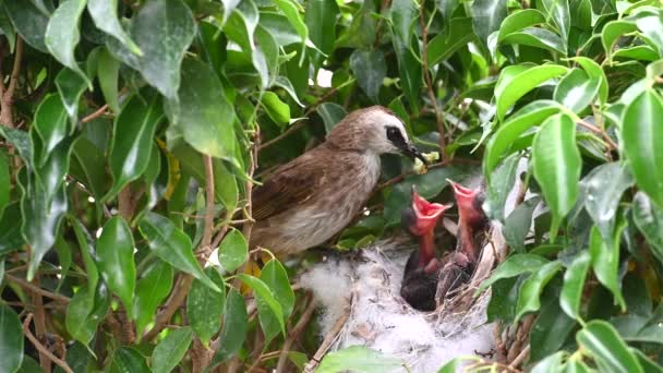 Uccello Madre Che Nutre Piccoli Nido Bulbul Sfiato Giallo Pycnonotus — Video Stock