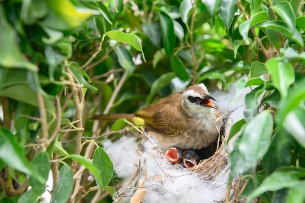 Sarı Delikli Bir Bülbül Pycnonotus Goiavier Yuvasında Vaftizci Kuşları Besleyen — Stok fotoğraf