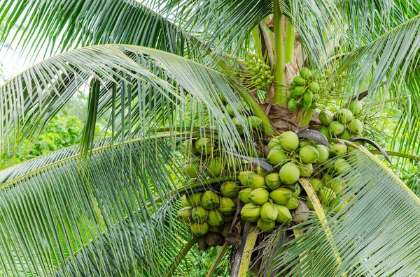 Economic Crops Fresh Fecund Coconut Tree Garden Banpaew Samutsakorn Thailand — Stock Photo, Image