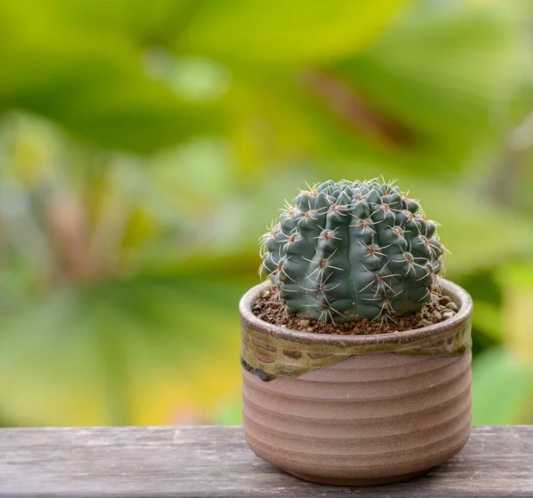 Lophophora Williamsii Cactus Succulents Tree Decorative Flowerpot Wood Striped Background — стокове фото