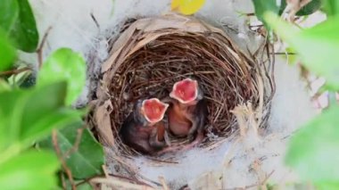 Sarı delikli bir bülbül (Pycnonotus goiavier) yuvasında bulunan yavru kuşların 1 günlük yavrusu, Tayland 'ın doğasından geçen bulbul ailesinin bir üyesidir.