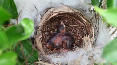 Sarı delikli bir bülbül (Pycnonotus goiavier) yuvasında bulunan yavru kuşların 1 günlük yavrusu, Tayland 'ın doğasından geçen bulbul ailesinin bir üyesidir.