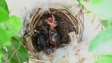 Sarı delikli bir bülbül (Pycnonotus goiavier) yuvasında bulunan yavru kuşların 2 günlük yavrusu, Tayland 'ın doğasından geçen bulbul ailesinin bir üyesidir.