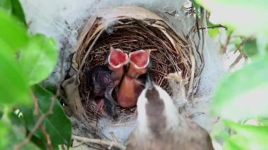 Sarı delikli bir bülbül (Pycnonotus goiavier) yuvasında bulunan yavru kuşların 2 günlük yavrusu, Tayland 'ın doğasından geçen bulbul ailesinin bir üyesidir.