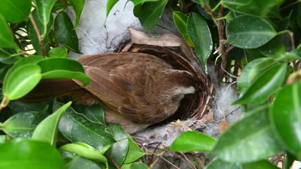 Due Uova Uccello Nido Bulbul Sfiato Giallo Pycnonotus Goiavier Orientale — Video Stock