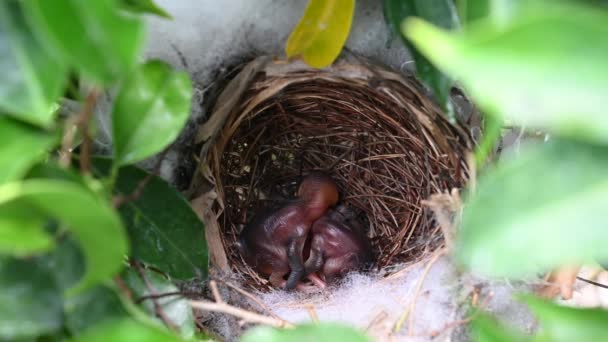 Día Edad Las Aves Bebé Nido Bulbul Ventilación Amarilla Pycnonotus — Vídeos de Stock