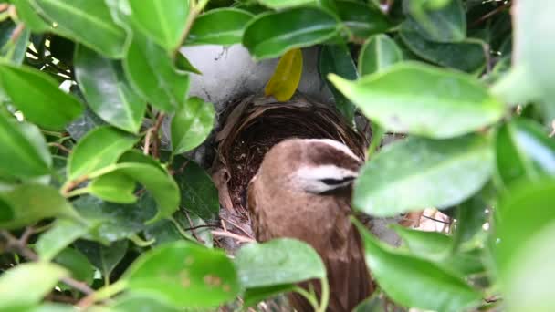 Giorno Uccelli Piccoli Nido Bulbul Sfiato Giallo Pycnonotus Goiavier Bulbul — Video Stock