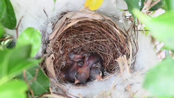 Tag Altes Vogelbaby Einem Nest Aus Gelbbelüftetem Bulbul Pycnonotus Goiavier — Stockvideo