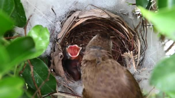 Giorno Uccelli Piccoli Nido Bulbul Sfiato Giallo Pycnonotus Goiavier Bulbul — Video Stock