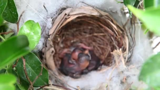 Day Old Baby Birds Nest Yellow Vented Bulbul Pycnonotus Goiavier — Stock Video