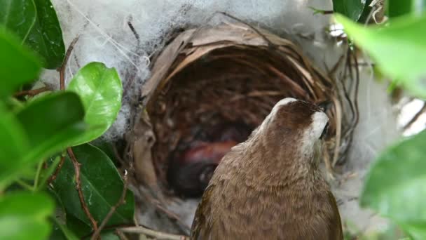 Día Edad Las Aves Bebé Nido Bulbul Ventilación Amarilla Pycnonotus — Vídeo de stock