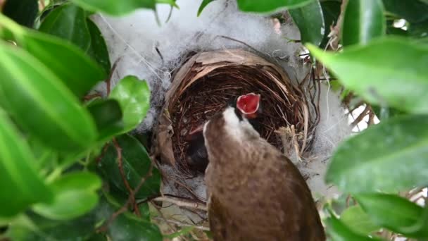 Giorno Uccelli Piccoli Nido Bulbul Sfiato Giallo Pycnonotus Goiavier Bulbul — Video Stock