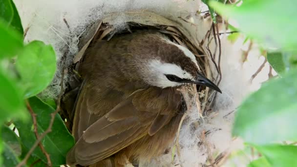 赤ちゃんの巣の中にいる2日間の赤ちゃんの鳥 Pycnotus Goiavier または東黄色の通気性のブルブルは タイの自然の中で通行人の鳥のブルブル家族の一員です — ストック動画