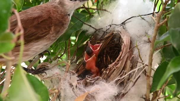 Giorni Uccelli Piccoli Nido Bulbul Sfiato Giallo Pycnonotus Goiavier Bulbul — Video Stock