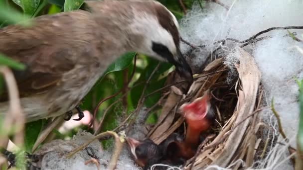 Napos Kismadarak Egy Fészek Sárga Szellőzésű Bulbul Pycnonotus Goiavier Vagy — Stock videók