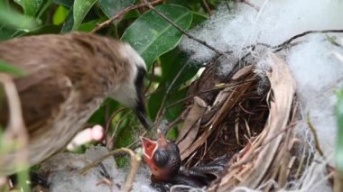 Sarı delikli bir bülbül (Pycnonotus goiavier) yuvasında bulunan yavru kuşların 2 günlük yavrusu, Tayland 'ın doğasından geçen bulbul ailesinin bir üyesidir.