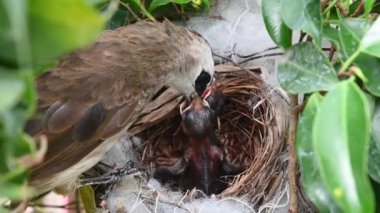 Sarı delikli bir bülbül (Pycnonotus goiavier) yuvasında bulunan yavru kuşların 2 günlük yavrusu, Tayland 'ın doğasından geçen bulbul ailesinin bir üyesidir.