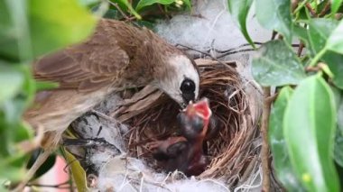 Sarı delikli bir bülbül (Pycnonotus goiavier) yuvasında bulunan yavru kuşların 2 günlük yavrusu, Tayland 'ın doğasından geçen bulbul ailesinin bir üyesidir.