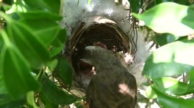 Sarı delikli bir bülbül (Pycnonotus goiavier) yuvasında bulunan yavru kuşların 2 günlük yavrusu, Tayland 'ın doğasından geçen bulbul ailesinin bir üyesidir.