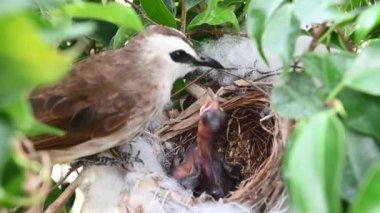 Sarı delikli bir bülbül (Pycnonotus goiavier) yuvasında bulunan yavru kuşların 2 günlük yavrusu, Tayland 'ın doğasından geçen bulbul ailesinin bir üyesidir.