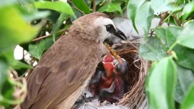 Sarı delikli bir bülbül (Pycnonotus goiavier) yuvasında bulunan yavru kuşların 2 günlük yavrusu, Tayland 'ın doğasından geçen bulbul ailesinin bir üyesidir.