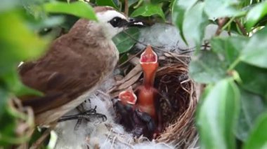 Sarı delikli bir bülbül (Pycnonotus goiavier) yuvasında bulunan yavru kuşların 2 günlük yavrusu, Tayland 'ın doğasından geçen bulbul ailesinin bir üyesidir.