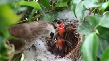 Sarı delikli bir bülbül (Pycnonotus goiavier) yuvasında bulunan yavru kuşların 2 günlük yavrusu, Tayland 'ın doğasından geçen bulbul ailesinin bir üyesidir.